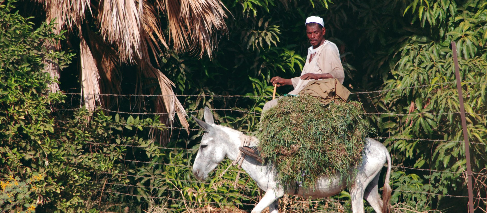 Traditional scenes along the Nile River, Egypt | Sue Badyari
