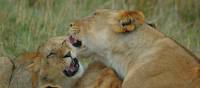 Lioness with cubs in the Masai Mara | Sue Badyari