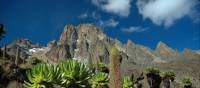 Mount Kenya with lobelia | Sue Badyari