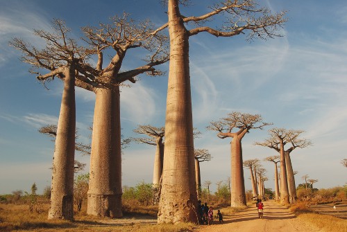 Huge baobab trees&#160;-&#160;<i>Photo:&#160;Chris Buykx</i>