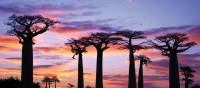 Stunning sunset behind baobab trees | Gesine Cheung