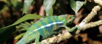 Up close to the weird and wonderful skin of a Chameleon | Ian Williams