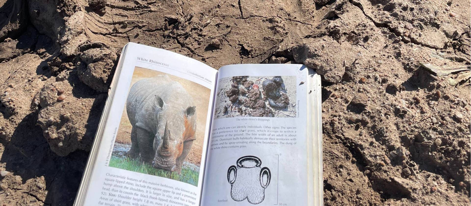 Engaging in a workshop focused on the conservation of rhinos through field learning.