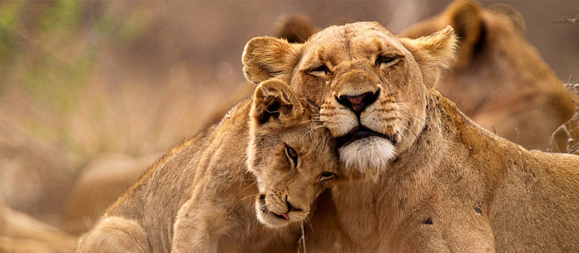 A lioness and her cub cuddling up close during a game viewing safari