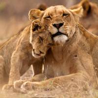 A lioness and her cub cuddling up close during a game viewing safari