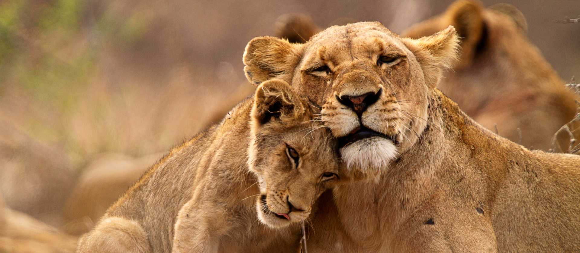 A lioness and her cub cuddling up close during a game viewing safari