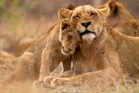 A lioness and her cub cuddling up close during a game viewing safari
