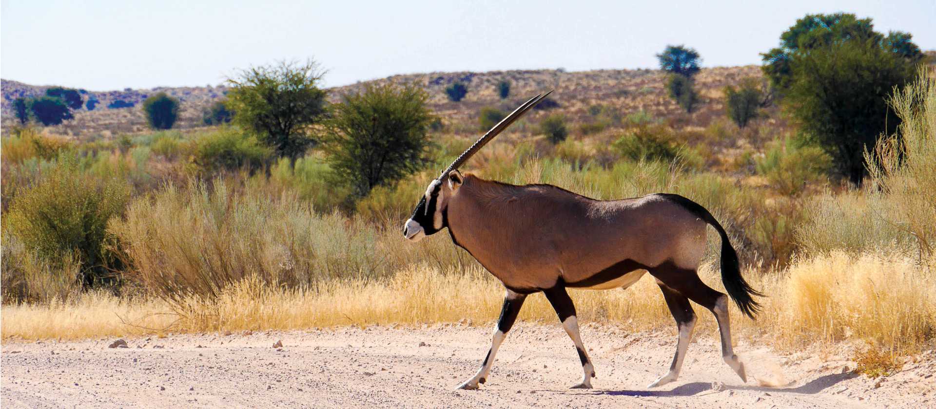 Oryx crossing the road | Natalie Tambolash