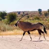 Oryx crossing the road | Natalie Tambolash