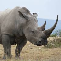 White rhino