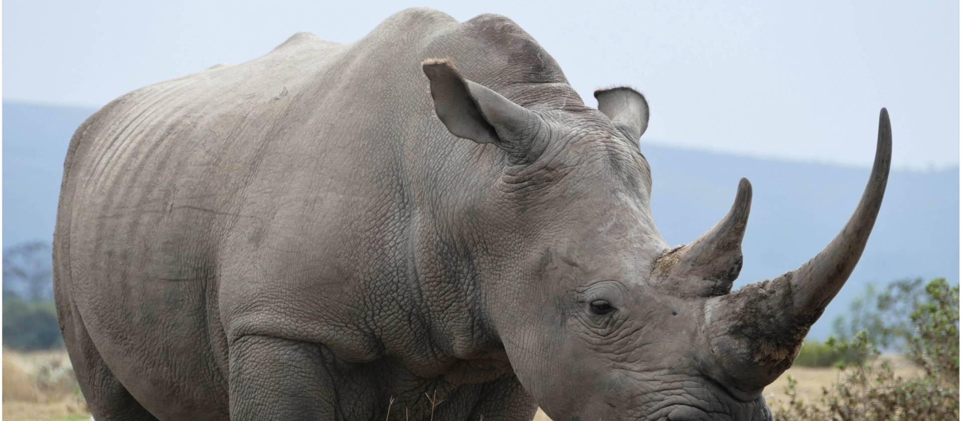 Learn about Rhino conservation efforts to protect these impressive creatures.