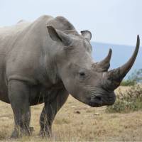 Learn about Rhino conservation efforts to protect these impressive creatures.