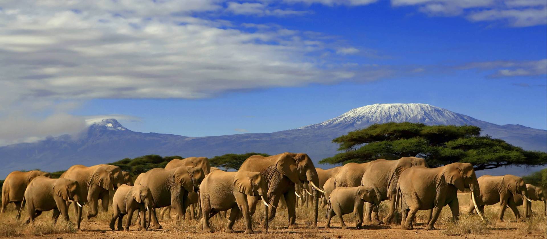 Spot incredible African wildlife on a game viewing safari