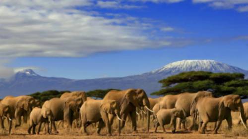 Spot incredible African wildlife on a game viewing safari