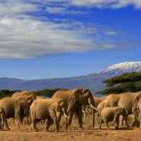 Spot incredible African wildlife on a game viewing safari