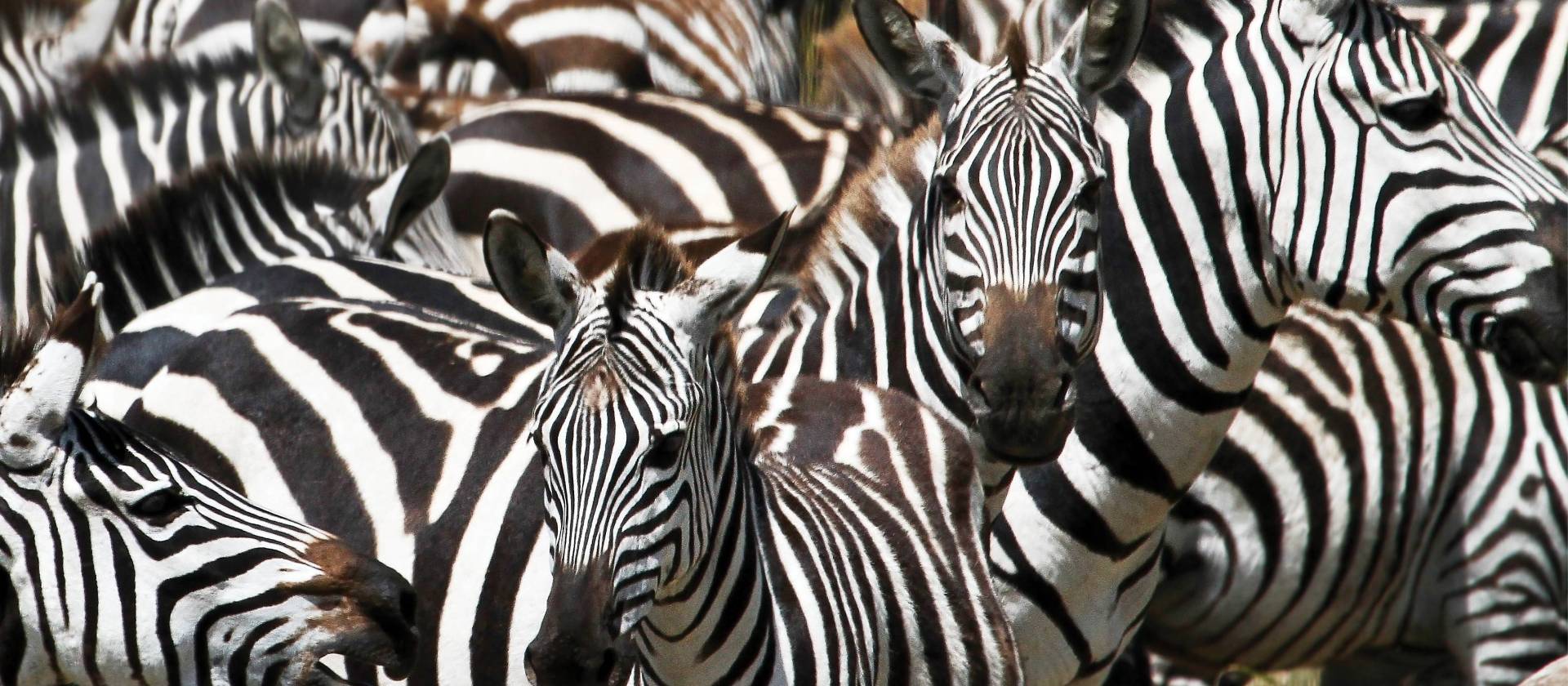 A juvenile zebra among the herd | Ian Williams