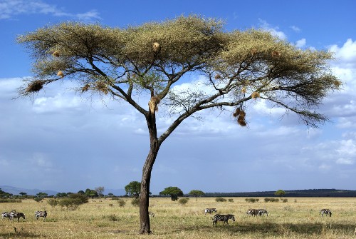 Landscapes of the Tanzanian national park, Africa&#160;-&#160;<i>Photo:&#160;Gesine Cheung</i>