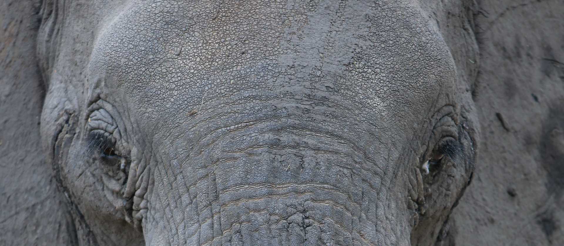 Close up encounters in Tarangire | Kyle Super