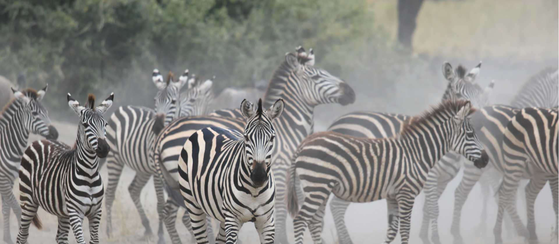 Zeal of zebras on the plains of Tarangire | Kyle Super