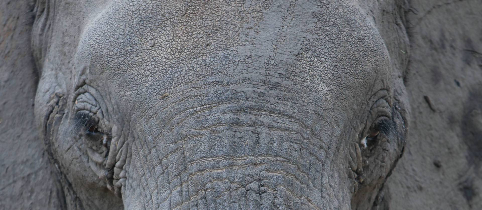 Close up encounters in Tarangire | Kyle Super