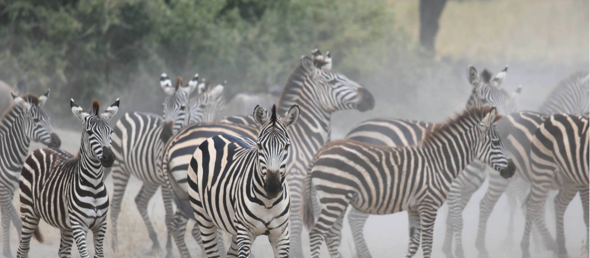 Zeal of zebras on the plains of Tarangire | Kyle Super