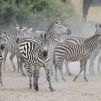 Zeal of zebras on the plains of Tarangire | Kyle Super