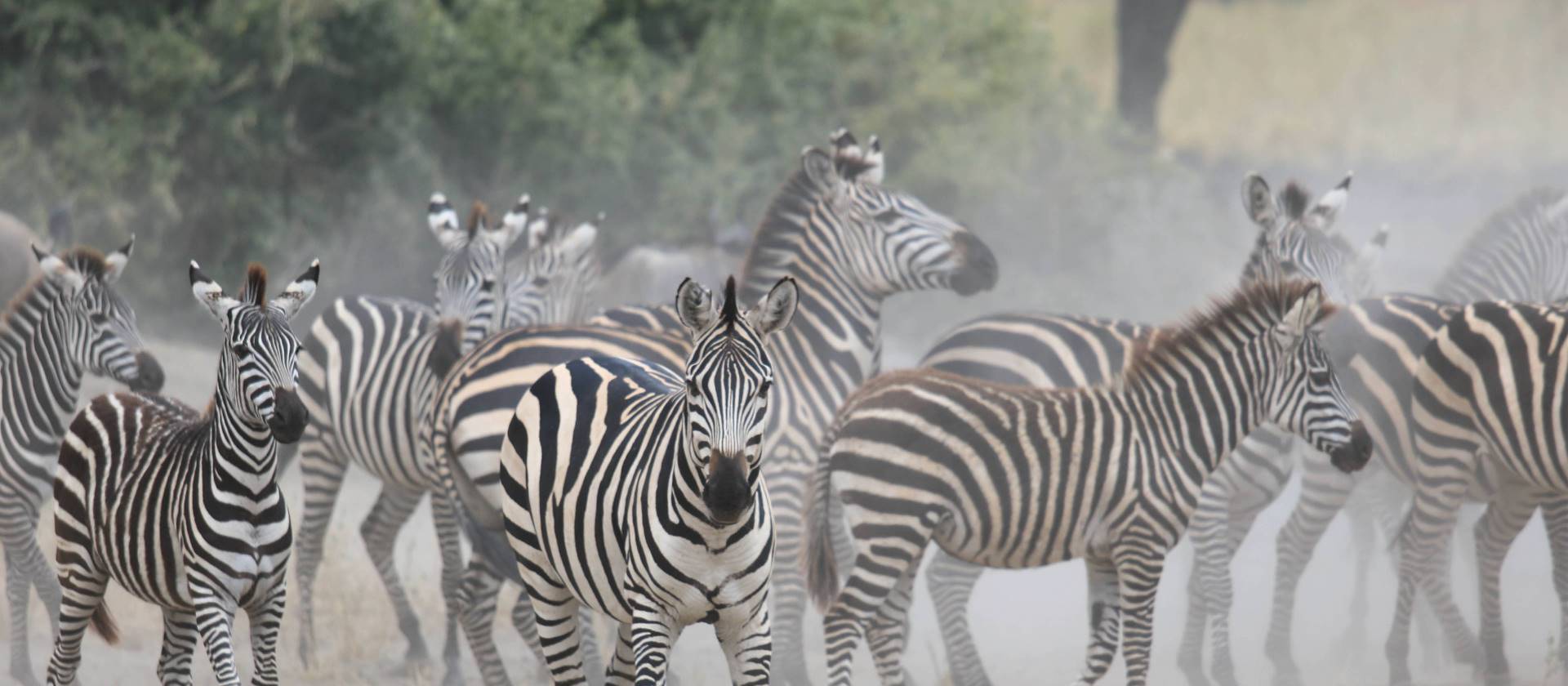 Zeal of zebras on the plains of Tarangire | Kyle Super