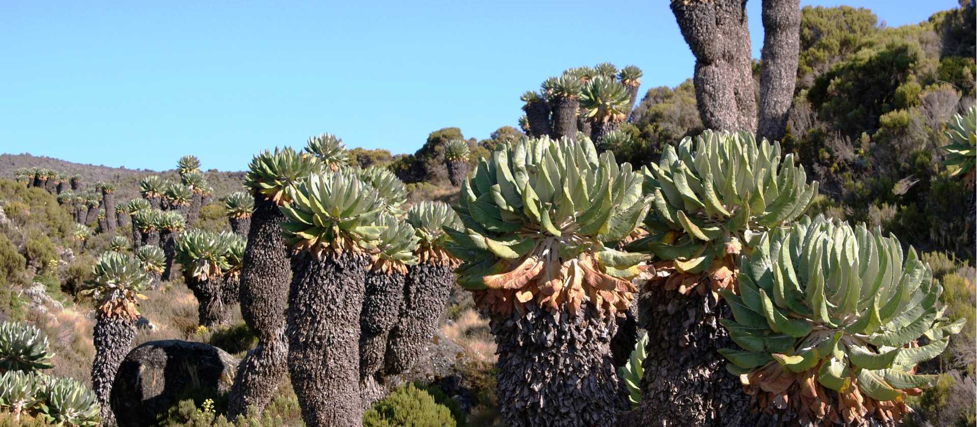 The Giant Groundsels, Mount Kilimanjaro natural flora | Gesine Cheung