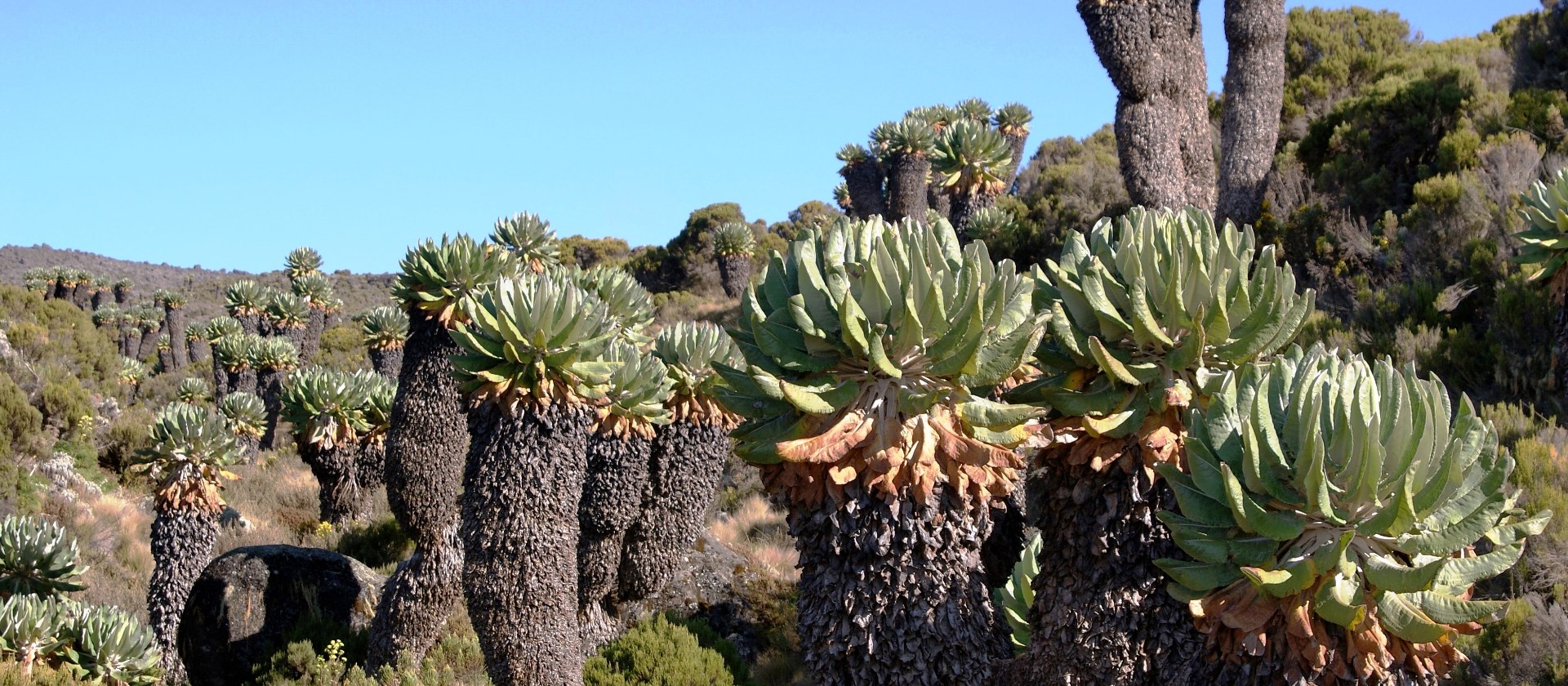 The Giant Groundsels, Mount Kilimanjaro natural flora | Gesine Cheung