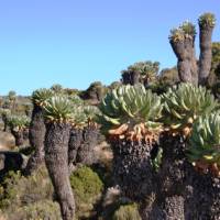The Giant Groundsels, Mount Kilimanjaro natural flora | Gesine Cheung