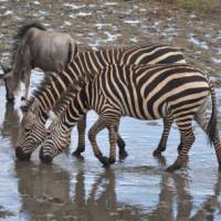 Young zebras quench their thirst in the Serengeti, Tanzania | Peter Brooke