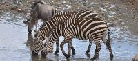 Young zebras quench their thirst in the Serengeti, Tanzania | Peter Brooke