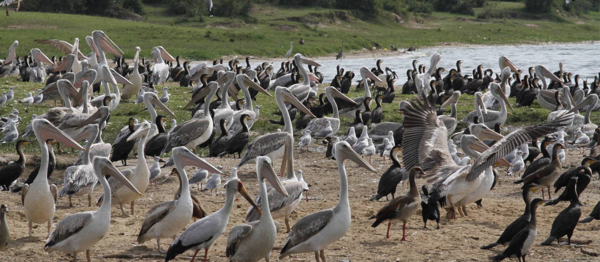 A huge number of birds are found in the Kazinga Channel | Ian Williams