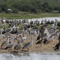 A huge number of birds are found in the Kazinga Channel | Ian Williams