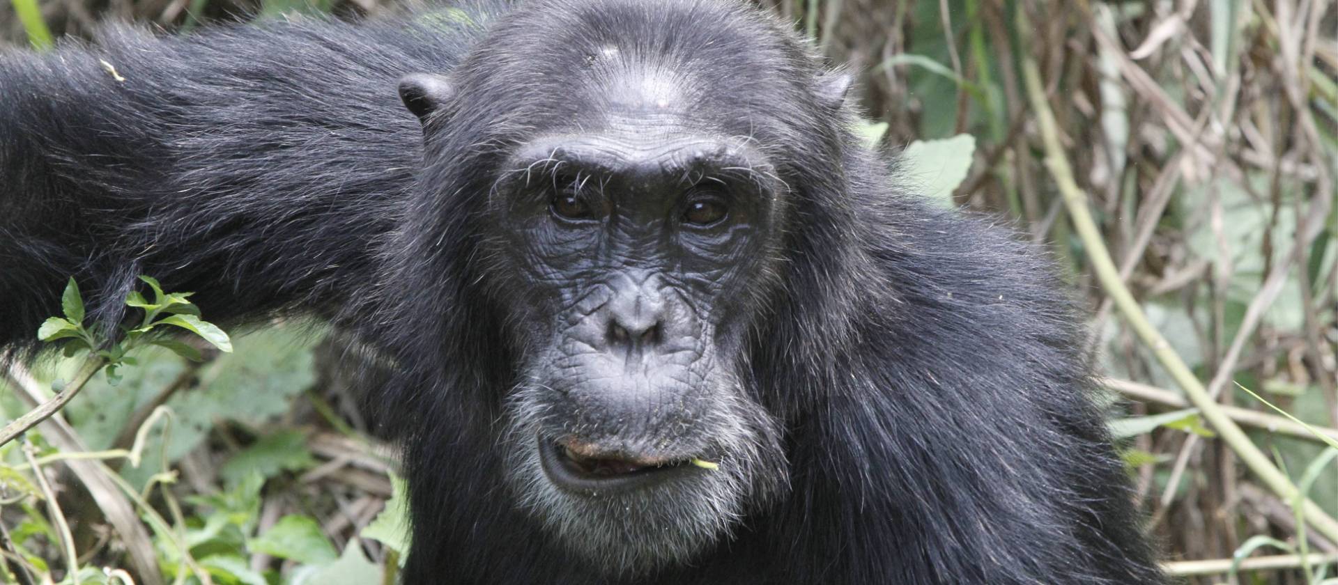 A male chimpanzee | Ian Williams