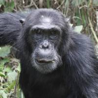 A male chimp in Kabale Forest National Park | Ian Williams