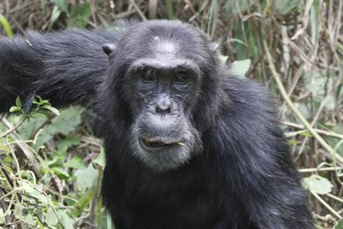 A male chimp in Kabale Forest National Park&#160;-&#160;<i>Photo:&#160;Ian Williams</i>