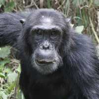 A male chimpanzee | Ian Williams