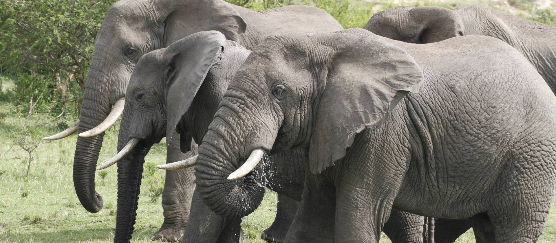 Herd of elephants in the Kazinga Channel | Ian Williams