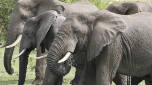 Herd of elephants in the Kazinga Channel | Ian Williams