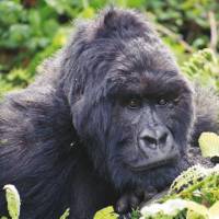 Up close and personal with a Silverback Gorilla in Bwindi National Park | Tina van Pelt