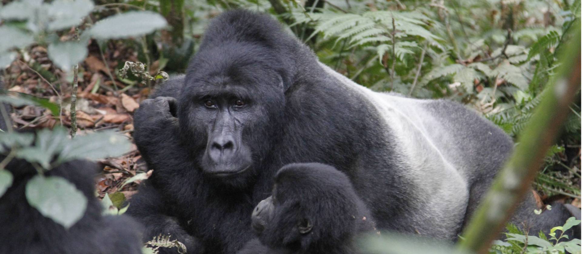 Gorilla family take a rest in Bwindi National Park | Ian Williams