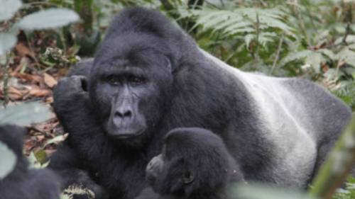 Gorilla family take a rest in Bwindi National Park | Ian Williams