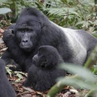 Gorilla family take a rest in Bwindi National Park | Ian Williams