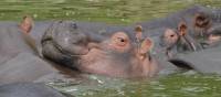 Hippo's enjoy a swim in the Kazinga Channel | Ian Williams
