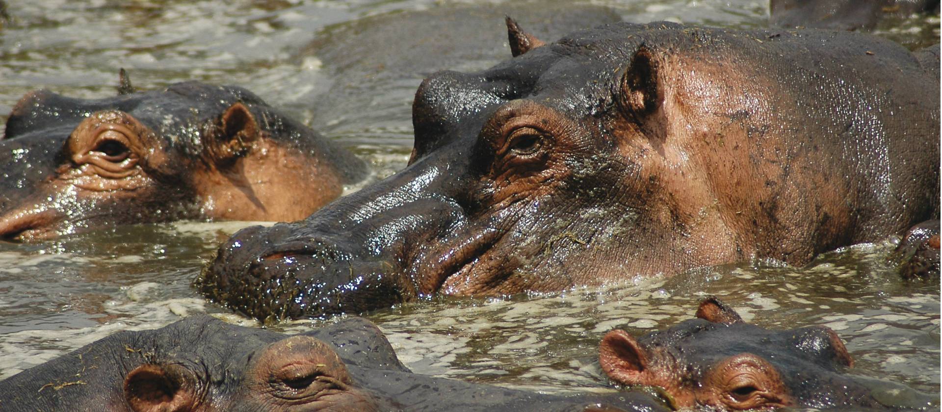 The Kazinga Channel is home to the largest population of hippopotamus than in any other part of Africa