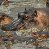 The Kazinga Channel is home to the largest population of hippopotamus than in any other part of Africa