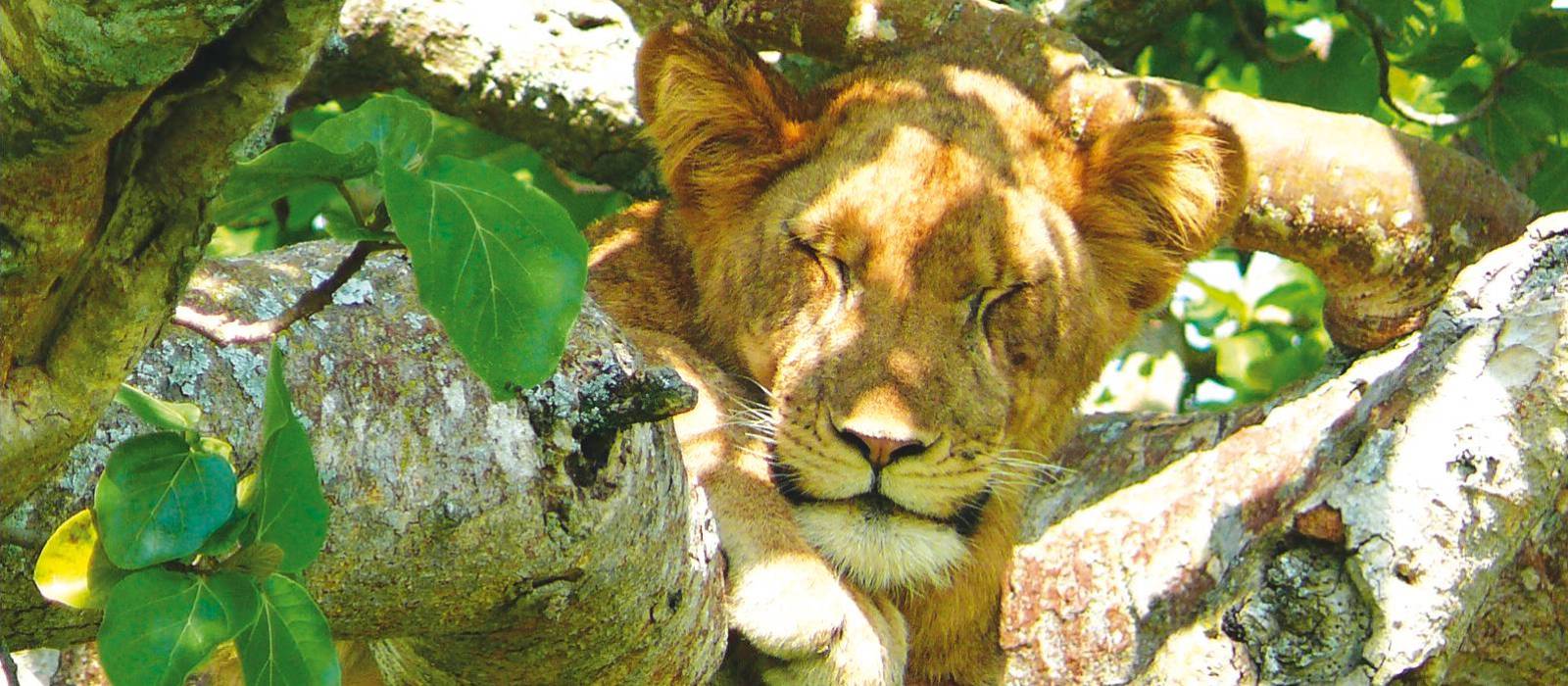 Tree climbing lion | Julie Baker