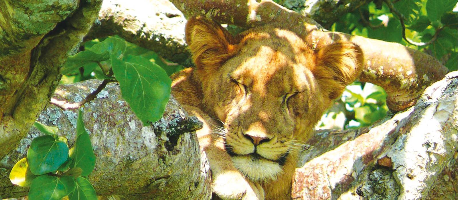 Tree climbing lion | Julie Baker