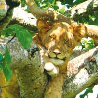 Tree climbing lion | Julie Baker